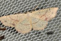 Cyclophora punctaria