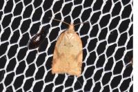 Acleris ferrugana/notana