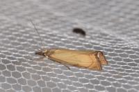 Chrysoteuchia culmella