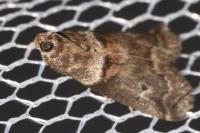 Acrobasis consociella