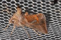 Macdunnoughia confusa