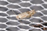 Bucculatrix bechsteinella