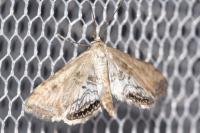 Cataclysta lemnata