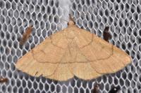Paracolax tristalis