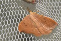 Watsonalla binaria
