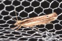 Ypsolopha ustella