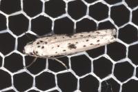 Yponomeuta plumbella