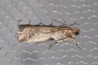 Acrobasis fallouella/glaucella
