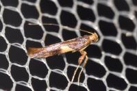 Caloptilia semifascia