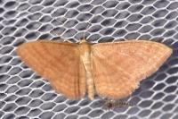 Idaea ochrata