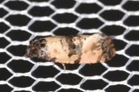 Cochylis atricapitana