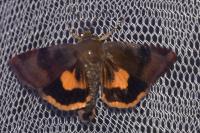 Noctua janthina
