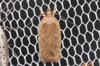 Agonopterix ciliella/heracliana