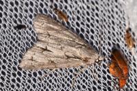 Acronicta psi/tridens