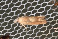 Eucosma conterminana