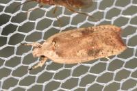 Agonopterix nervosa