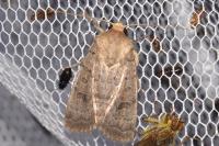 Hoplodrina ambigua