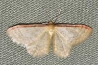 Idaea humiliata