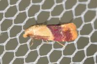 Diceratura ostrinana