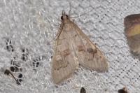 Mecyna asinalis