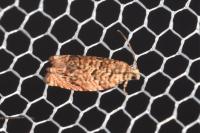 Gypsonoma minutana