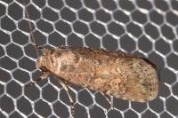 Spodoptera exigua