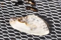Cilix glaucata