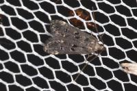 Dichomeris alacella