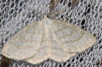 Cabera exanthemata