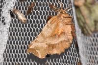 Selenia dentaria