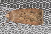Agrotis segetum