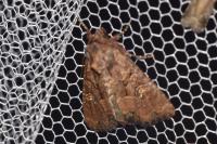 Mesapamea secalella/secalis