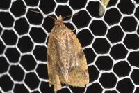 Epagoge grotiana