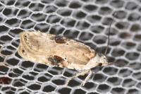 Agonopterix alstroemeriana