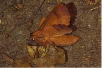 Gastropacha quercifolia