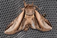 Pheosia tremula