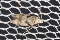 Caryocolum blandellum