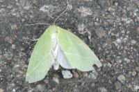 Bena bicolorana