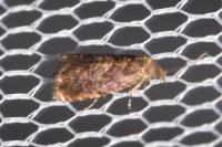 Grapholita janthinana