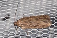 Depressaria
