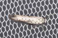 Yponomeuta irrorella