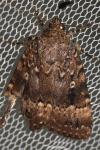 Amphipyra pyramidea