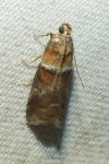 Acrobasis repandana