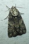 Acronicta rumicis