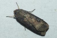 Agrotis ipsilon