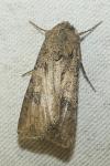 Agrotis segetum