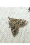 Alucita hexadactyla