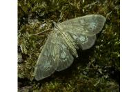 Anania lancealis