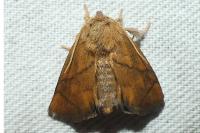 Apoda limacodes