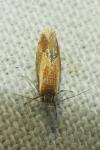 Batia lunaris